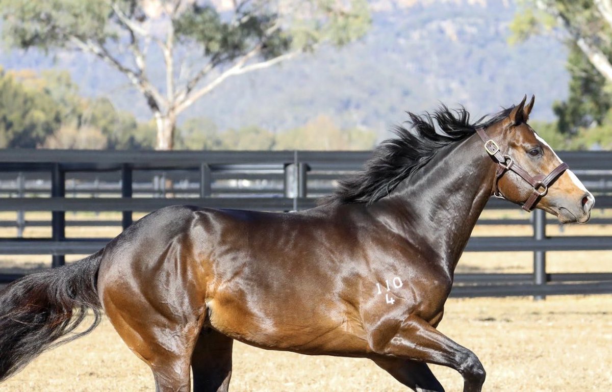 widdenstud's tweet photo. Don’t miss Snitzel’s Champion 3yo & the @Longines World’s #1 Sprinter TRAPEZE ARTIST on #BredToWin tonight at 8pm on @SkyRacingAU @CaroSearcc @BownessBoss
The multiple track record holder is *BookFull*, in demand & the best credentialed young stallion in years. #TA #Widden https://t.co/wW6AXnstUx