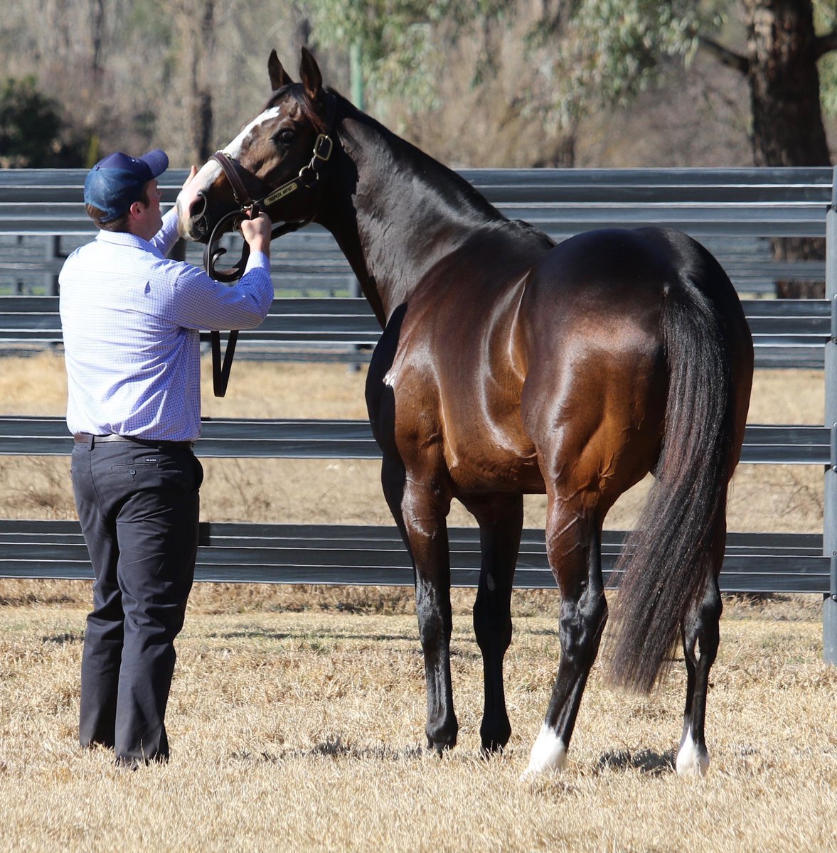 widdenstud's tweet photo. Don’t miss Snitzel’s Champion 3yo & the @Longines World’s #1 Sprinter TRAPEZE ARTIST on #BredToWin tonight at 8pm on @SkyRacingAU @CaroSearcc @BownessBoss
The multiple track record holder is *BookFull*, in demand & the best credentialed young stallion in years. #TA #Widden https://t.co/wW6AXnstUx
