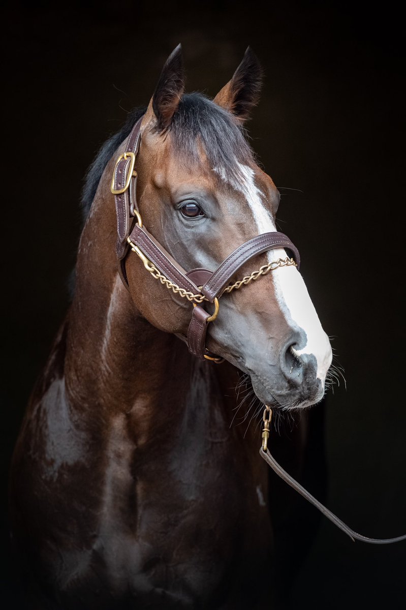 widdenstud's tweet photo. Don’t miss Snitzel’s Champion 3yo & the @Longines World’s #1 Sprinter TRAPEZE ARTIST on #BredToWin tonight at 8pm on @SkyRacingAU @CaroSearcc @BownessBoss
The multiple track record holder is *BookFull*, in demand & the best credentialed young stallion in years. #TA #Widden https://t.co/wW6AXnstUx
