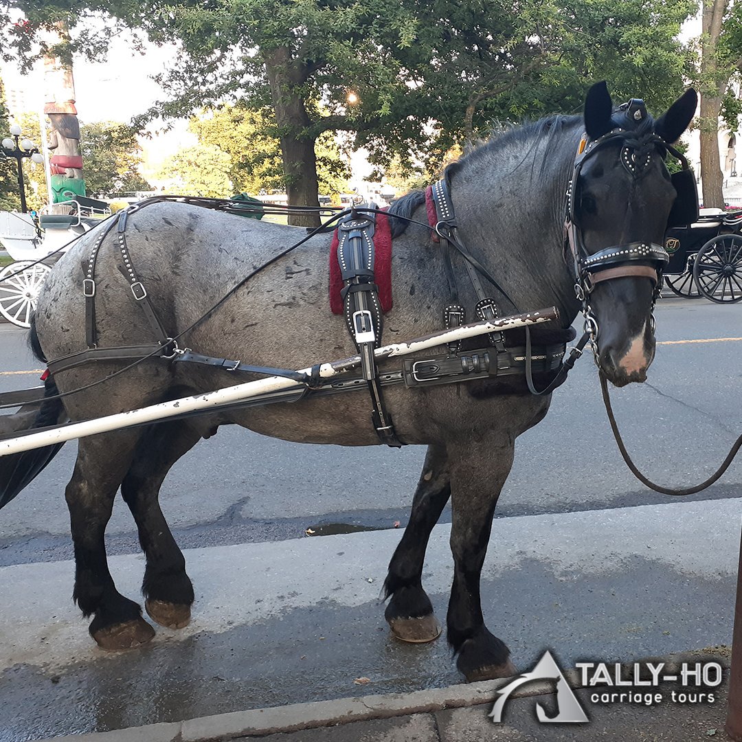 TallyHoVictoria's tweet photo. Have you seen this cutie out yet, #yyj? Can you remember which of the blue roans this is?

I'll give you a hint--it's either Tucker or Timber! https://t.co/LjhUKU5bvb