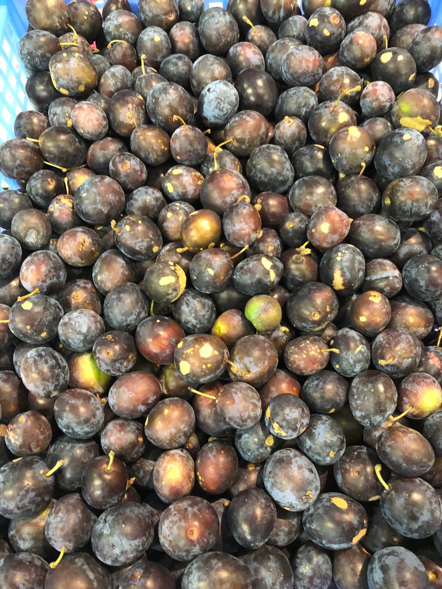 johnhenshalls's tweet image. Damsons have started !