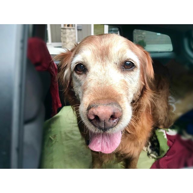 LindsiKayCircus's tweet photo. 🎈My Grandma Retriever made it to 14!!!🧁So naturally, we sang Happy Birthday to my (deaf) Neela bear while presenting her with a bowl of beef and veggies. (See stories 🤣) LOVE HER! ❤️❤️ #dogsarethebestpeople
.
.
.
.
.
#goldenretrievers #goldenretrieverbirthday #dogbirthdaypar… https://t.co/LFyM8qcXqV