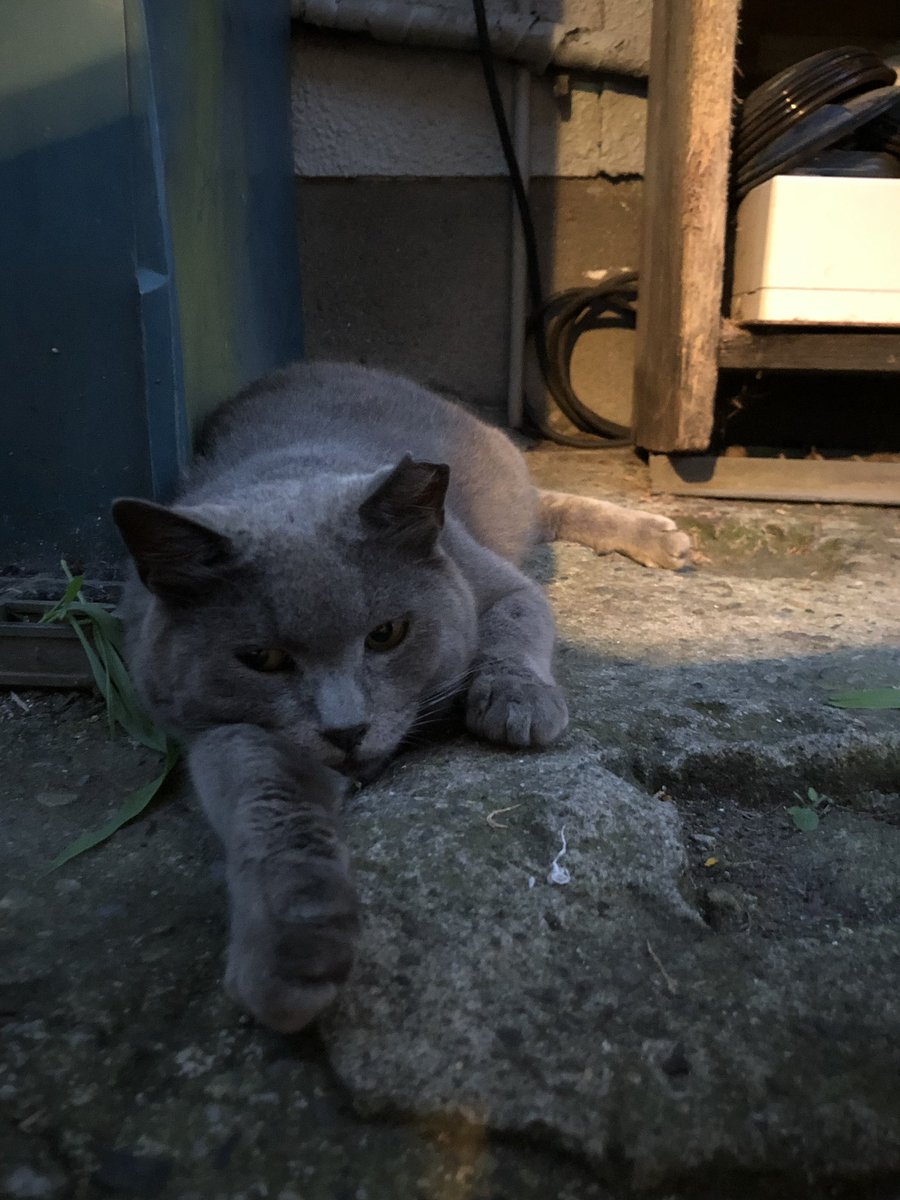 和泉自動車教習所 A Twitter 3年前から教習所付近に住み着いている猫 名前はレイちゃんです 入り口付近によく居ますので皆さん可愛がってあげてくださいね 慣れればきっと触らせてくれます 和泉自動車教習所 教習所 自動車 和泉多摩川 狛江 ねこ