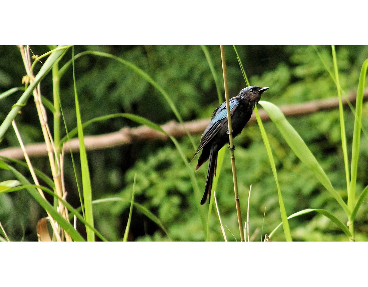 SankhanilDhara's tweet photo. The bronzed drongo🐦 is a small Indomalayan bird belonging to the drongo group.
The drongos are a family, Dicruridae, of passerine birds of the Old World tropics. The 29 species in the family are placed in a single genus Dicrurus.
#drongo #birdphotography #bronzeddrongo https://t.co/L24unvkwKg