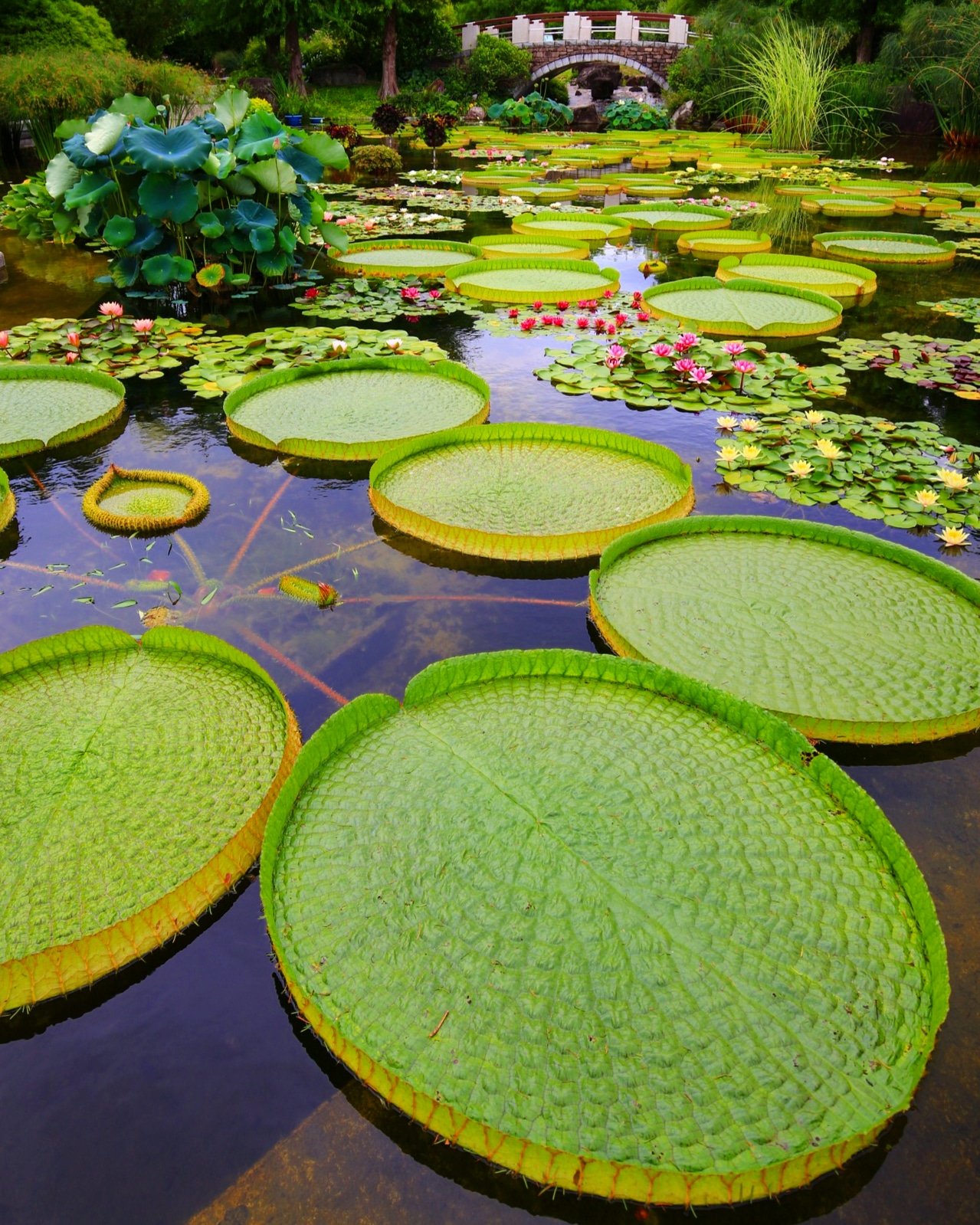 تويتر 京都もよう Kyoto Moyou على تويتر 滋賀県 草津市立水生植物公園 みずの森のパラグアイオニバス 19 08 06撮影 パラグアイオニバス 草津市立水生植物公園みずの森 水生植物公園みずの森 草津市立水生植物園みずの森 みずの森 みずの森