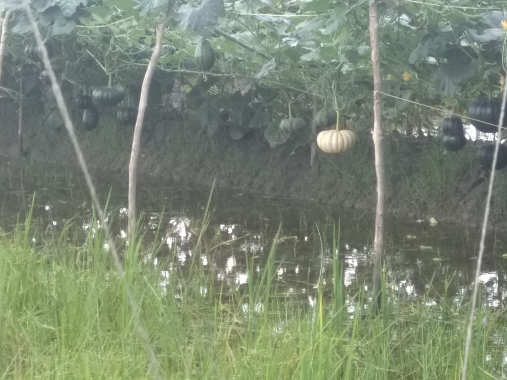 Badabon Harvest tweet media