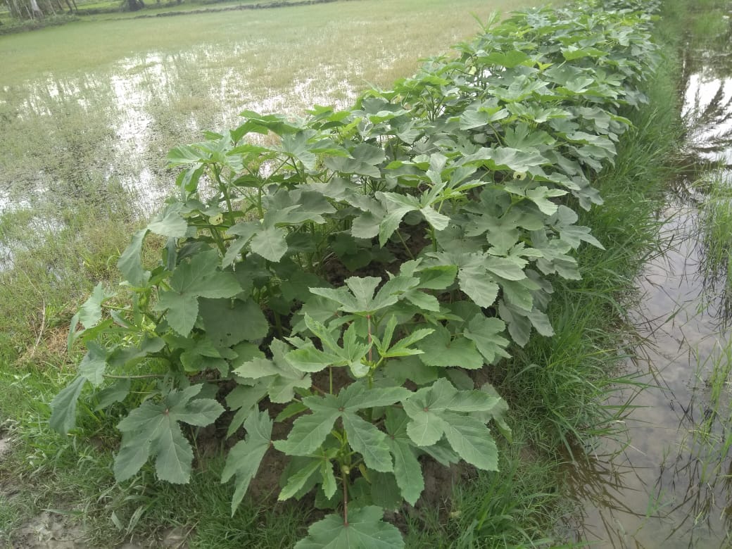 Badabon Harvest tweet media