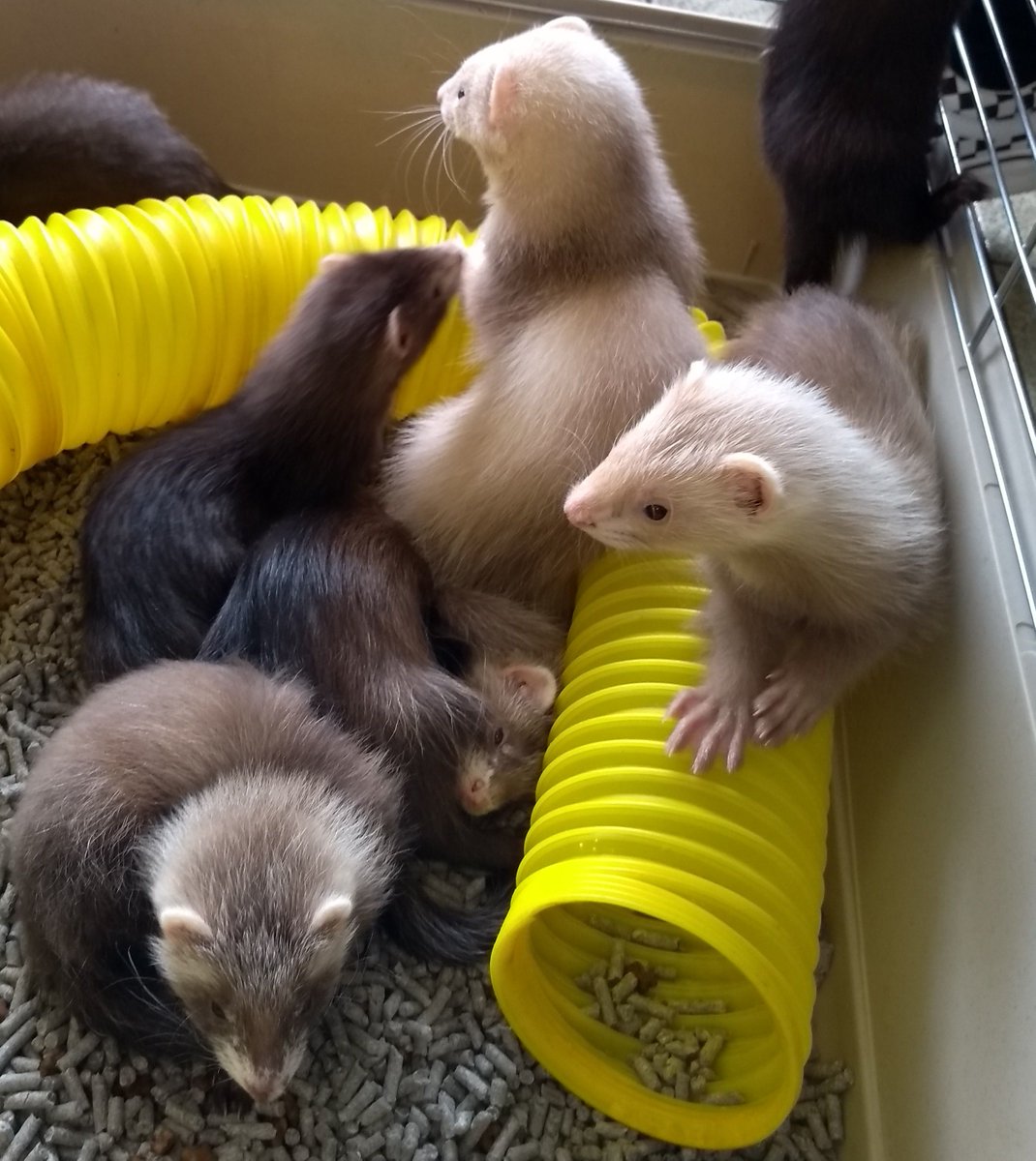 We recently had these adorable ferrets in for microchipping. They were all very well behaved!