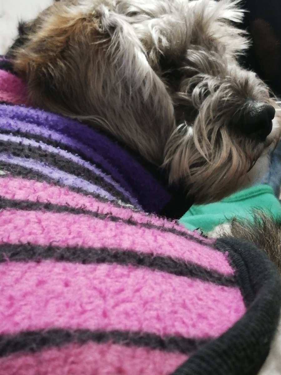 FlowerPinkvibes's tweet image. I post a picture of my dog because 
@TwitchSings
 doesn't allow Argentinean people on #StreamStar. I love watching all your submissions so I am retweeting like crazy🎤 
I wish you the best of luck to everyone! 💜🌈