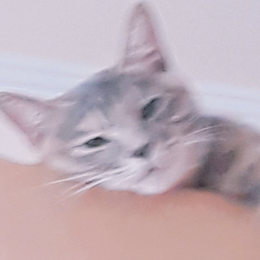 날마다 와사비 (@daily_sabi) on Twitter photo 