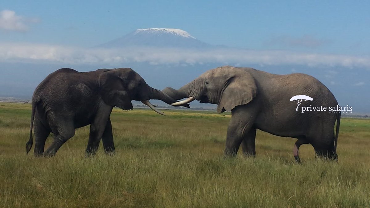 Today, let us promise ourselves one thing; to forgo all those things that make us sad and focus on one thing that can light our souls with joy. Here is a lovely encounter, a love affair from #AmboseliNationalPark.😘👋Good morning! #Elephant #FunTuesday #IamPrivateSafaris