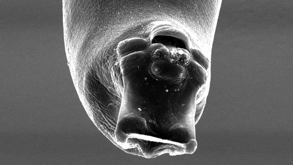 Parasite - The Journal on Twitter: