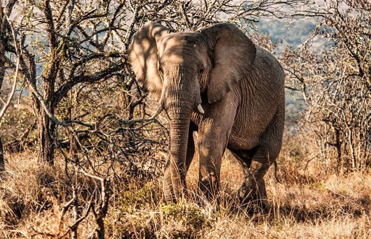 Always a humbling experience being in the presence of these gentile giants 🐘
.
#elephants #biyelalodge #mthembulodge #zululand #umfolozibigfivegamereserve #mantiscollection #luxurytravel