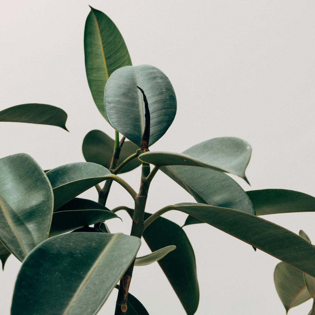 ✘ Have some Tuesday inspiration. You can seek inspiration from anywhere, we are loving the variety of muted greens in this image. What is your source of inspiration? ✘