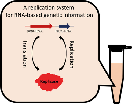 ChemBioChem's tweet photo. A fusion method to prepare an expanded artificial genomic #RNA replicable by Qbeta #replicase (Ichihashi @osaka_univ_e) https://t.co/1KVLOPJ2e2 https://t.co/iMjzslFbkN