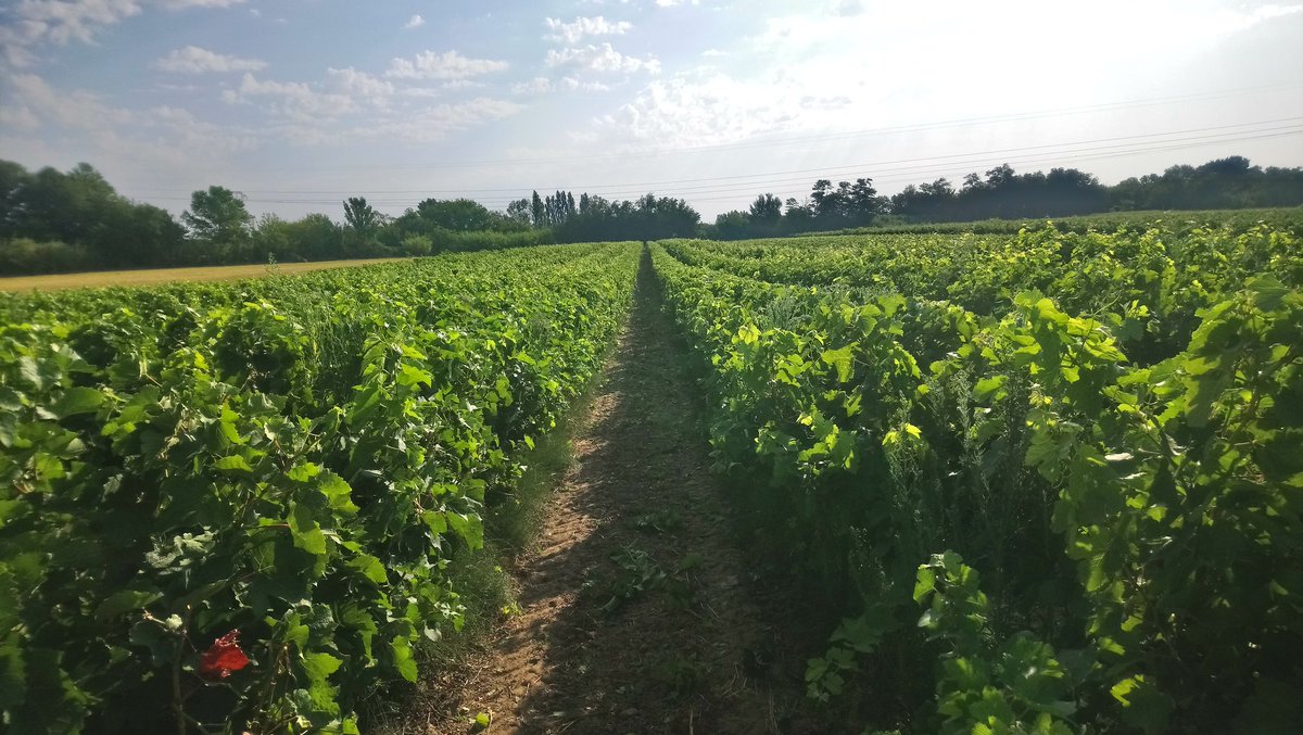 BrigandVin's tweet photo. 💙 Ecimage : Avant, pendant, après, dedans ! 💋
#Véraison #Ecimage #Syrah #Vignes https://t.co/Gl6ufi10za