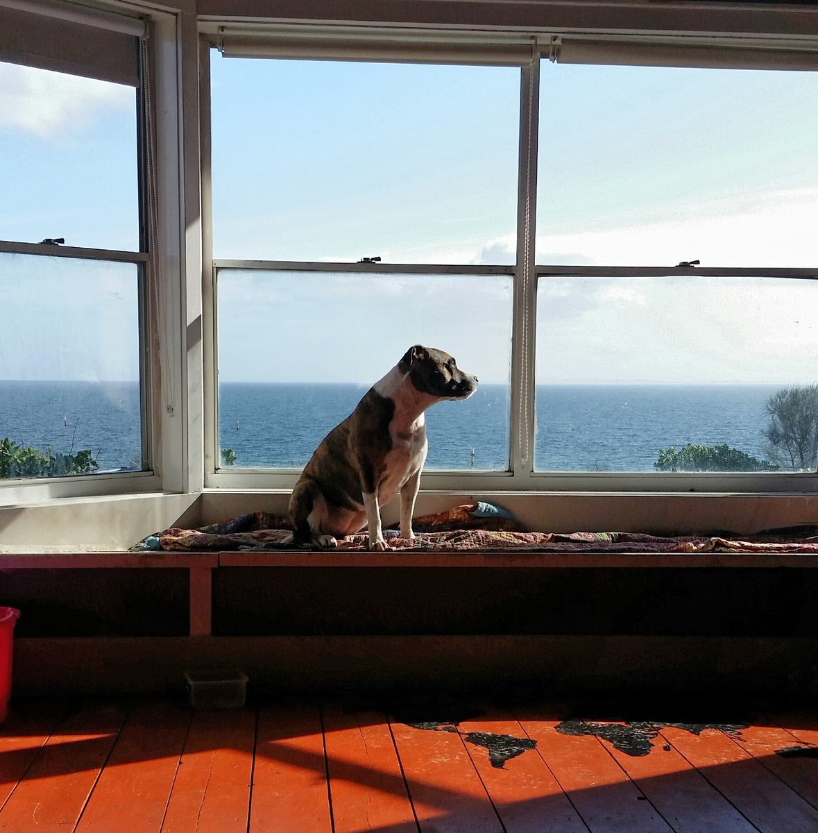 sparklite's tweet image. #sweetpippa #dogsoftwitter #dogcelebration #TheGoodDogGuide #staffy #staffordshirebullterrier  #suchagentlegirl #furbaby #bestfriend #itsahardlife #animalsarebetterthanhumans #PureLove