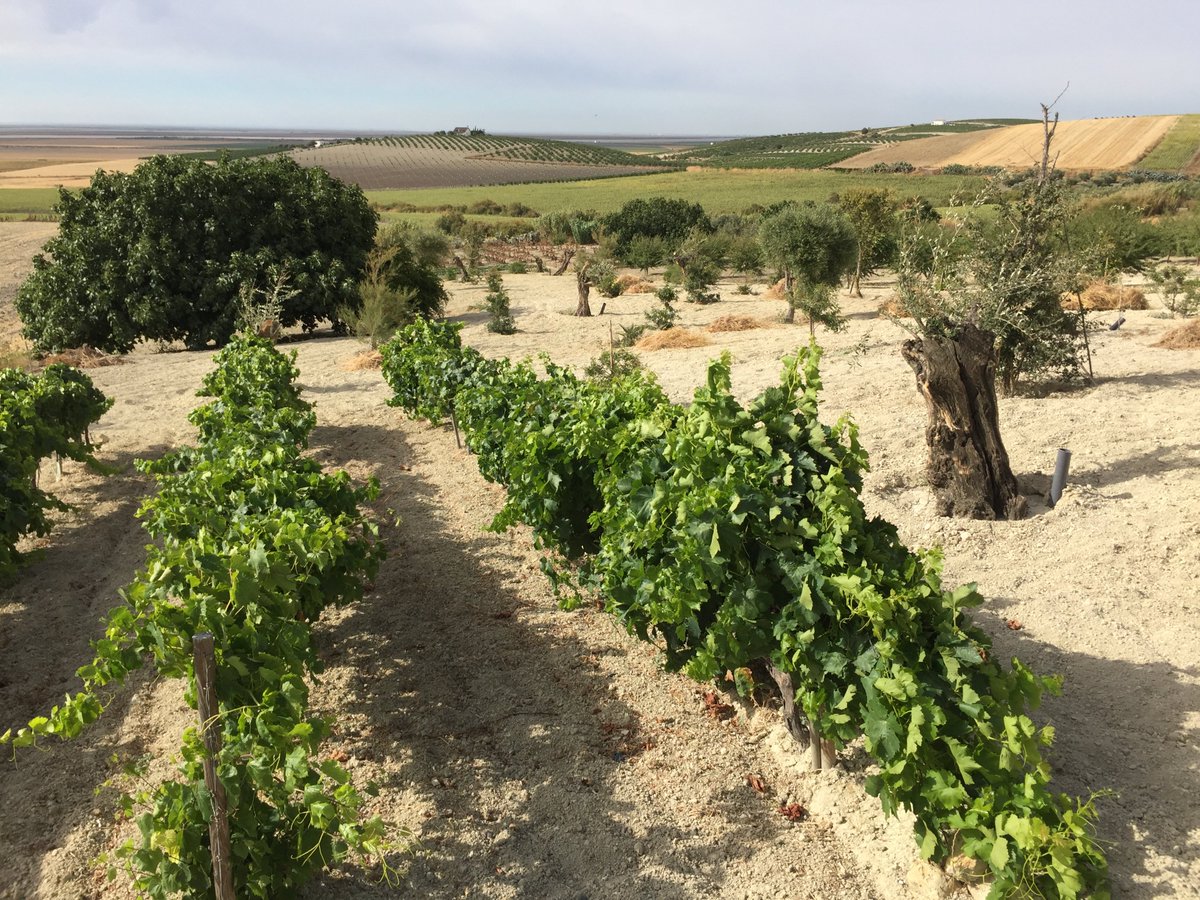 El Parque nacional y natural de Doñana cuenta con cien de nuestros olivos centenarios!! 🌳🌍 
Es todo un honor para nosotros!! 🥰

castillodecanena.com/es/olivos-dona…