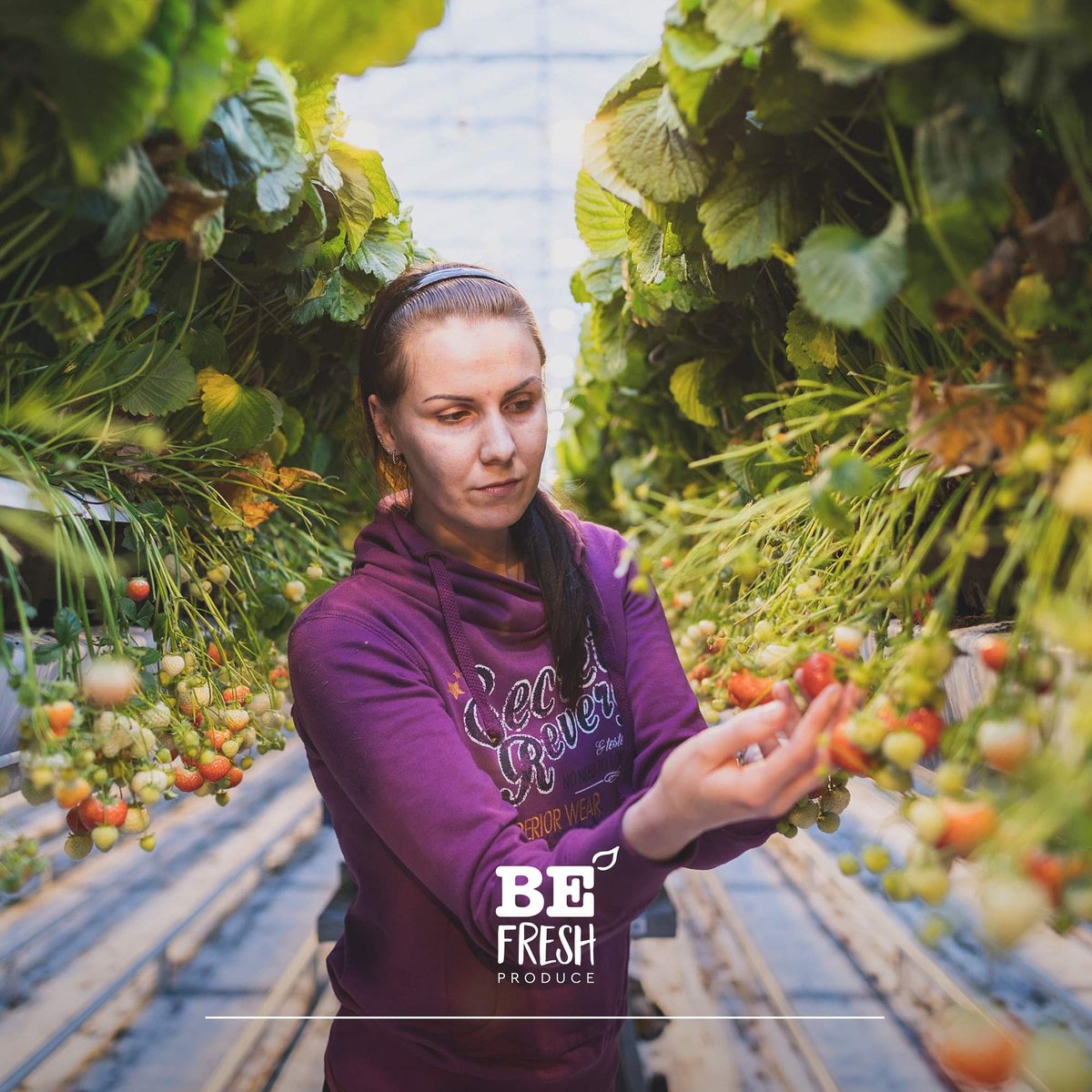 Strawberries are really products of this season. Brookberries employees pick the strawberries with the utmost care. These high-quality strawberries are juicy, have a slightly sweet taste and a strong aroma. You have to taste them!

#brookberries #strawberries #seasonproducts