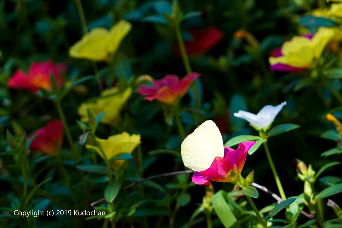 kudochan_tweet's tweet photo. カラフルなハナスベリヒユ ♪

木漏れ日を浴びて綺麗でした☆

#ハナスベリヒユ　#花が好き https://t.co/D5P69Kblaz
