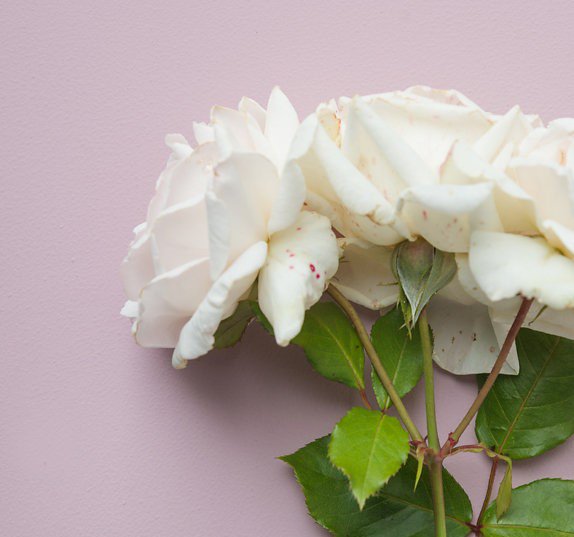 GreenandSpring's tweet image. We're serious - our Restoring Facial Serum is back in stock!
With geranium, carrot and evening primrose it's the super overnight treatment summer skin deserves.
Shop here  &amp;gt;&amp;gt; ow.ly/yDhC50vpapY 
#greenandspring #curioushotels #skincare #spa #britishmade