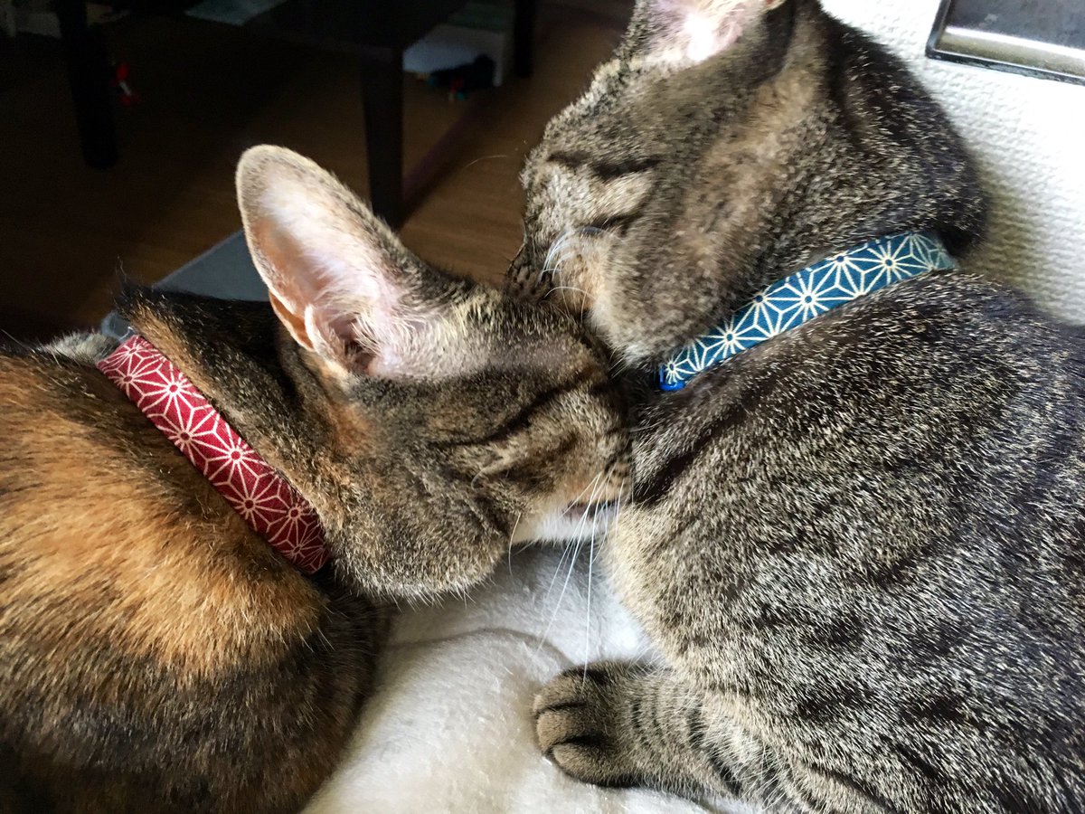あめとくも 猫のいる幸せ 猫 猫好きさんと繋がりたい 麦わら猫 キジトラ猫 あめとくも あめとくも 猫のいる幸せ 猫 猫好きさんと繋がりたい 麦わら猫 キジトラ猫 あめとくも