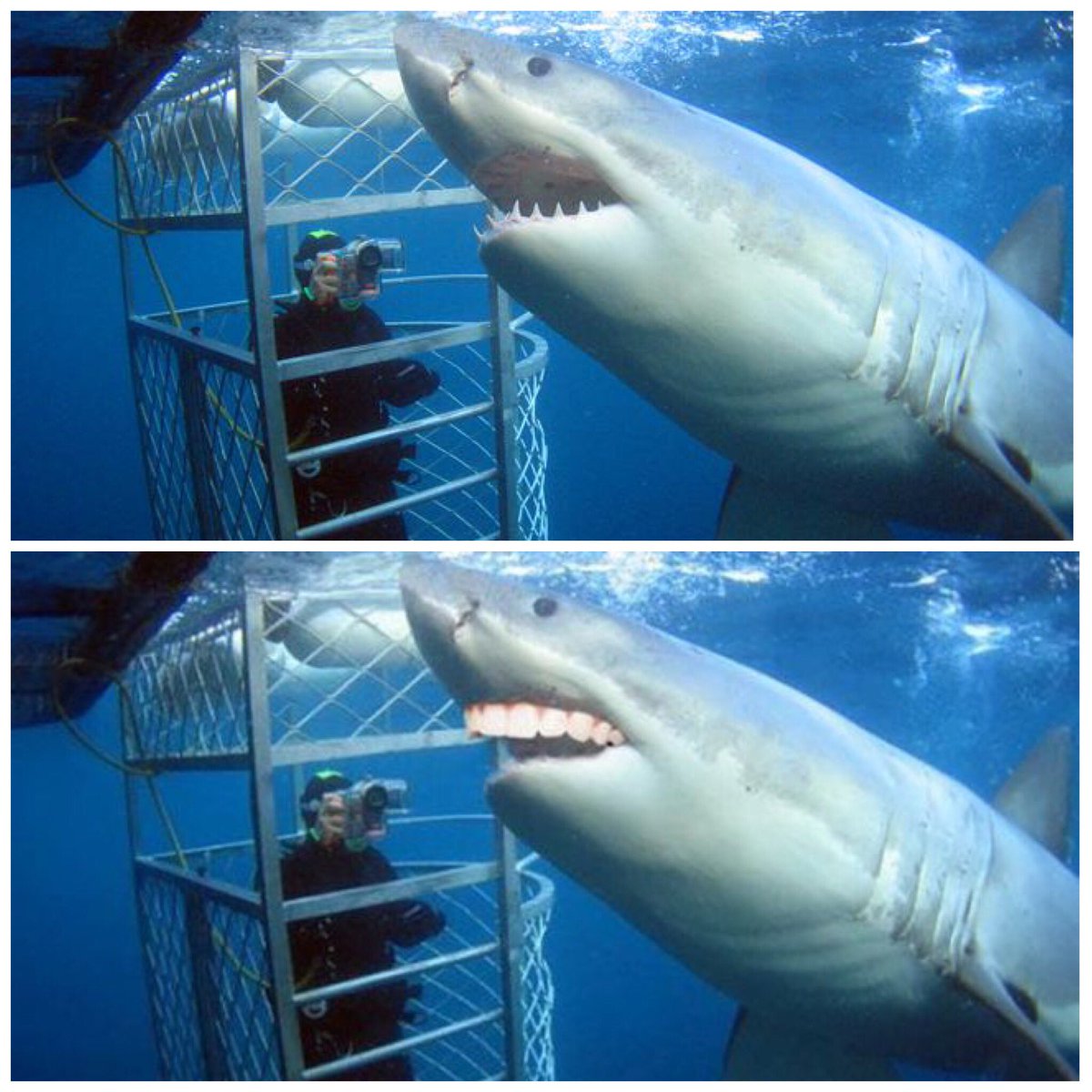 JaredDastrupDDS's tweet photo. Saying goodbye to #SharkWeek with a reminder that #sharks with human #teeth are less scary 🤣
.
#SharksWithHumanTeeth #Smile 
#ItsAllForFun #Share #LaughALittle #SaveYourTeeth #DentalHumor
#ColoradoSpringsDentist #DDS
#ColoradoSprings #Colorado #Dentist https://t.co/L59gRYFjdq