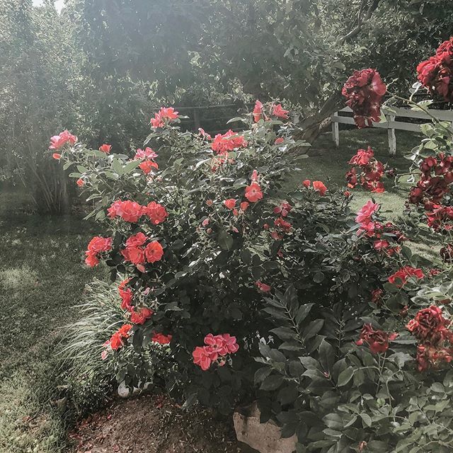 inthestillness's tweet photo. I have always loved flowers...it’s a love that was instilled in me by my Gram growing up. Her beautiful gardens were an oasis for me. I attribute much of my love for gardening to her influence and quiet example. I have been told by my mother that my othe… https://t.co/bN4M4dpkDr https://t.co/lg2Hr1hnAp