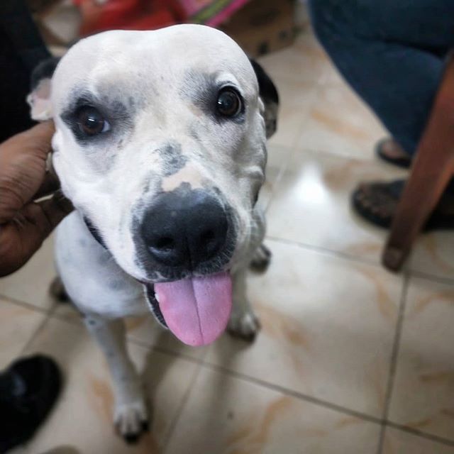 Got to meet this cutie after almost a year #lara  #friends #pitbullmix #friendsday #friendshipquotes #dogsofinstagram #friendship #friendships #friendsforever #pitbull_love #pitbullvixens #dogsitting #pitbully #dogs_of_instagram #dogs #friendsinbnw #dogs… ift.tt/2OHmyrQ
