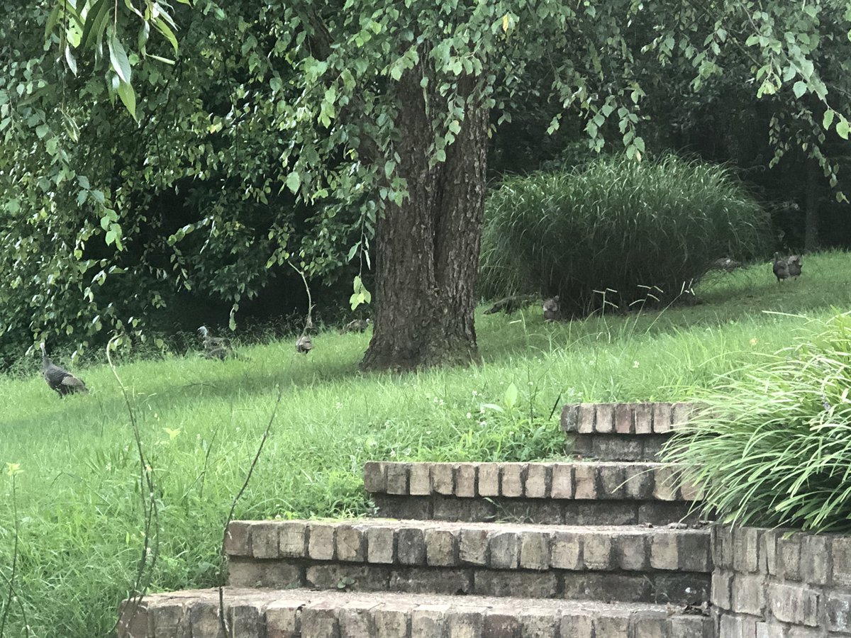 AngelaLynne453's tweet photo. We have pet turkeys! I know, I know, we need to mow. https://t.co/hNy6JhtONj