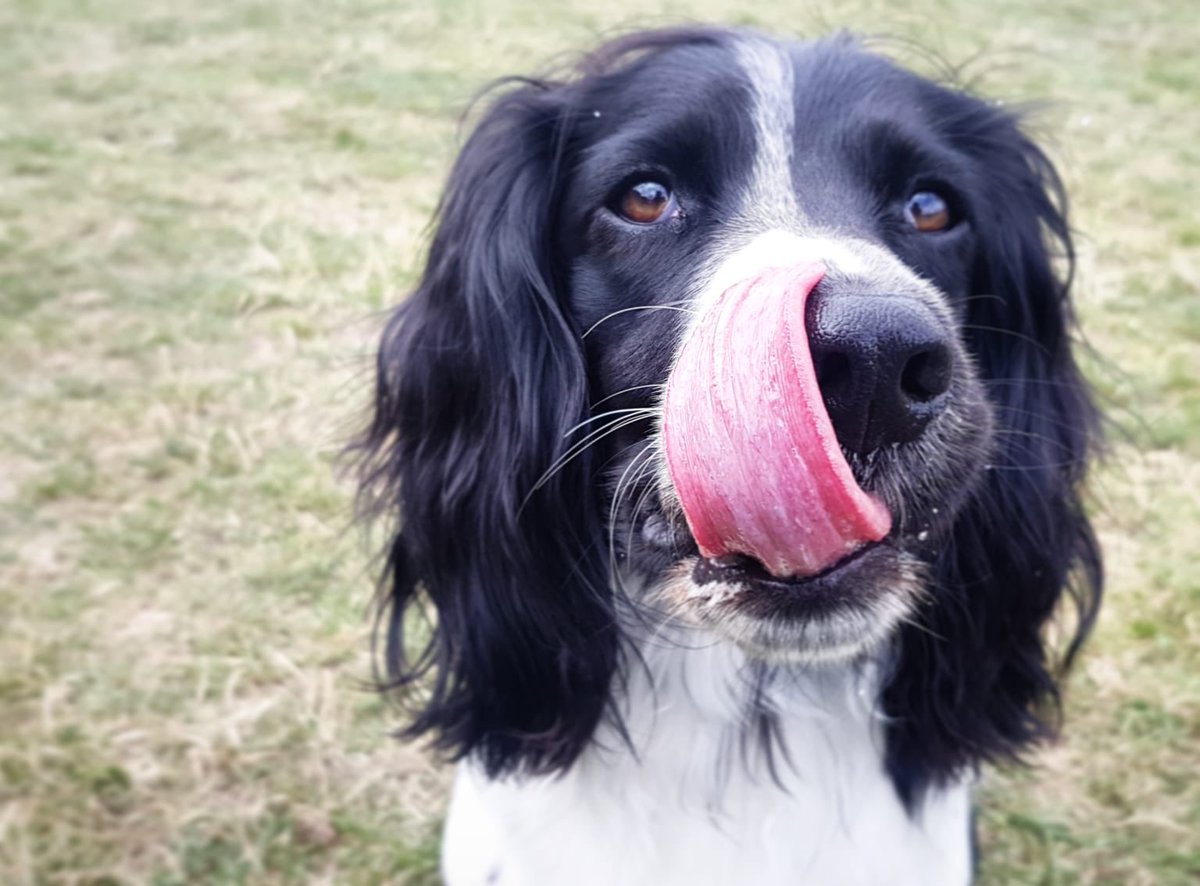 WillowUrban's tweet photo. Happy #TongueOutTuesday everybody! My special once-a-week-walker took this pic. She is bein super fun and she brings all my buddies wiv her! https://t.co/xRvHdmOcOA