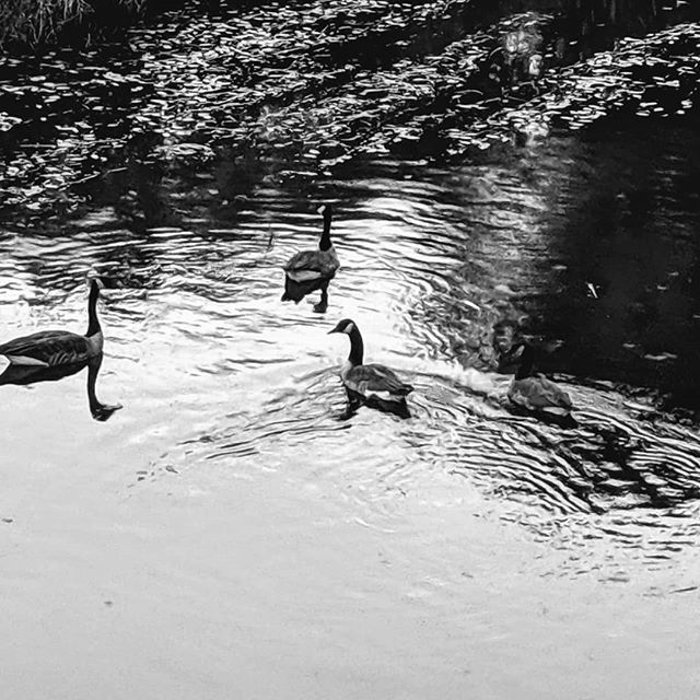 aboveaddictions's tweet image. Grey space. An area of uncertainty? #beataddiction #everythinginmoderationincludingmoderation #everythinghappensforareason ift.tt/2OEi1qa