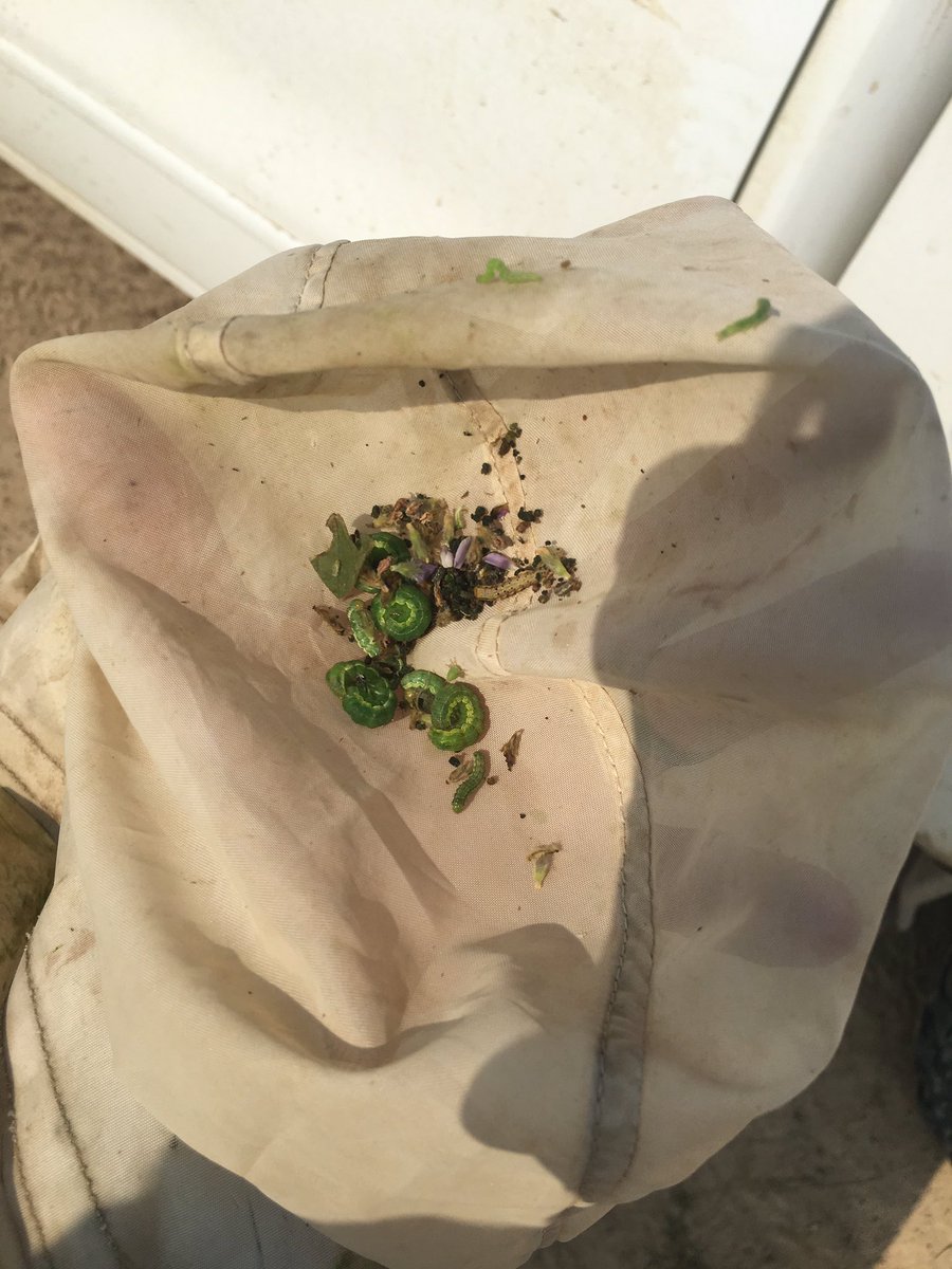 1st pict is what worms will do first after ingesting heligen npv. They will eventually turn into the 2nd pic allowing the virus to continue for the next flush of worms. sprayed less than a week ago. 3rd pic is a field next door with nothing sprayed. <a href="/lhookerrogers/">Leslie Rogers</a>  #heligenworks