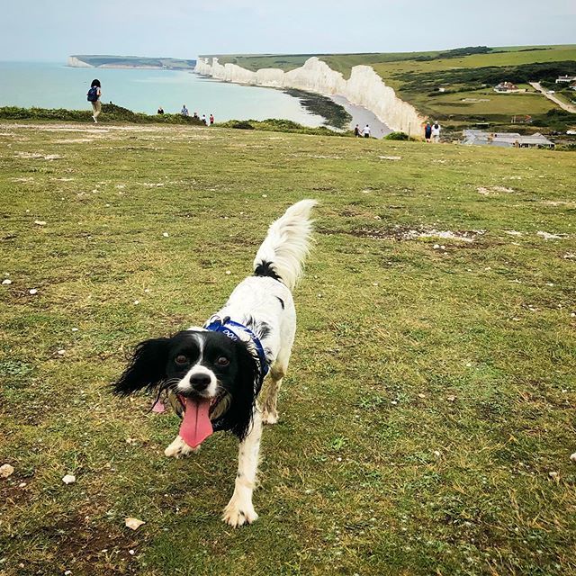 gwynverysmall's tweet photo. Happy #tongueouttuesday !!!
.
📷 The 7 Sisters and I !
💚💚💚💚💚💚🐶
.
#tot
#running #runwithftiends #runwithmydog #trailrunning #eastbourne #7sisters #springalier #cavalierkingcharlesspaniel #springerspaniel #spanielmix https://t.co/4v49lAt1h3 https://t.co/9lqYLy7g87