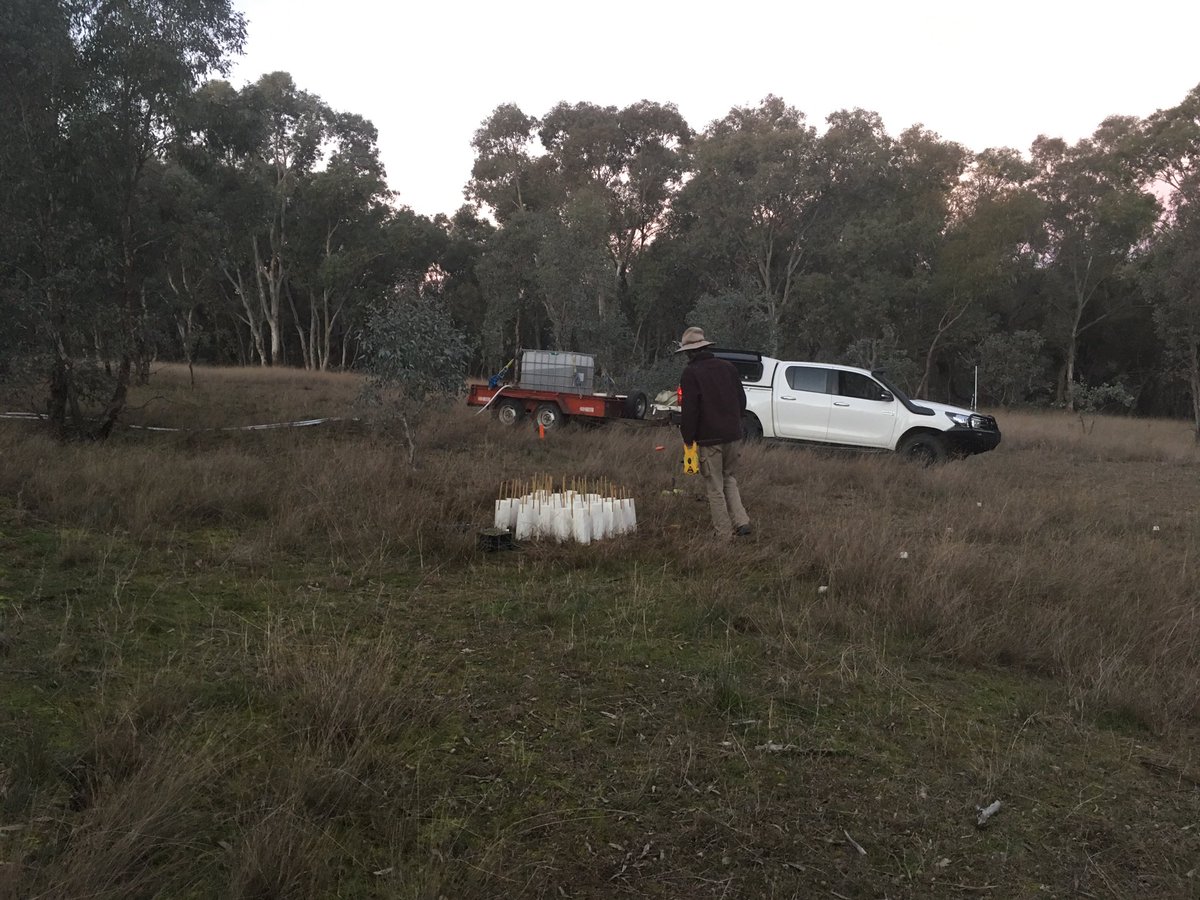 This week we’re planting threatened Yass Daisies in trial plots under a range of grazing regimes. They’ll join 3 other species planted previously. We’ll monitor their progress to learn more about how they respond to grazing and how to reestablish forb communities on farms.