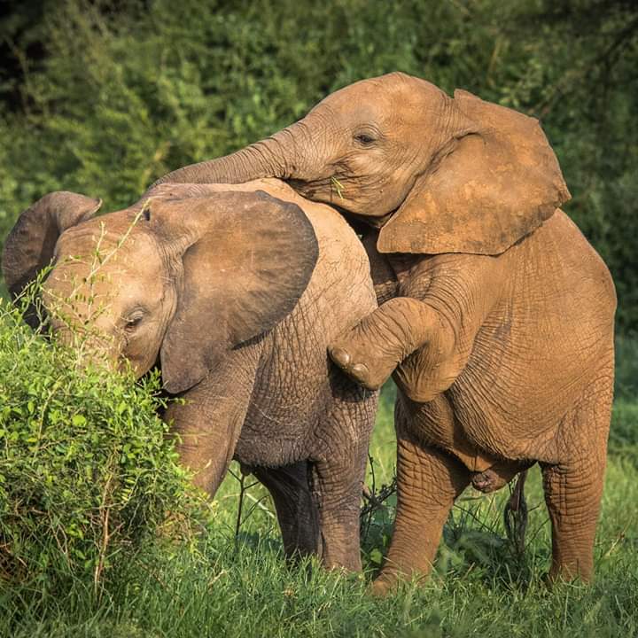 Baby elephants are just big flappy clowns 🤡...I can’t get enough of them ❤️🐘❤️🐘❤️ 
.
.
#samburu #samburunationalreserve #kenya #africa #elephants #elephant #babyelephants #nikon #wildlifephotography #wildlife

📷  @janewynyard