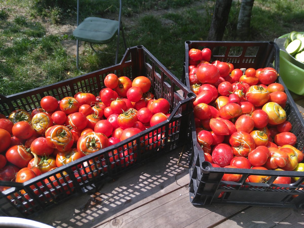 Ilonka Marselis tweet media