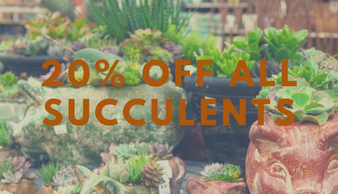 urbanhardwareGA's tweet photo. Did you know that unlike most plants, succulents do not release carbon dioxide at night? Instead, they continue to produce oxygen. Right now is the time to pick up a succulent to add to your favorite room! #urbanhardware #succulents #shopalpharetta #shoplocal https://t.co/yphT3UHs2g