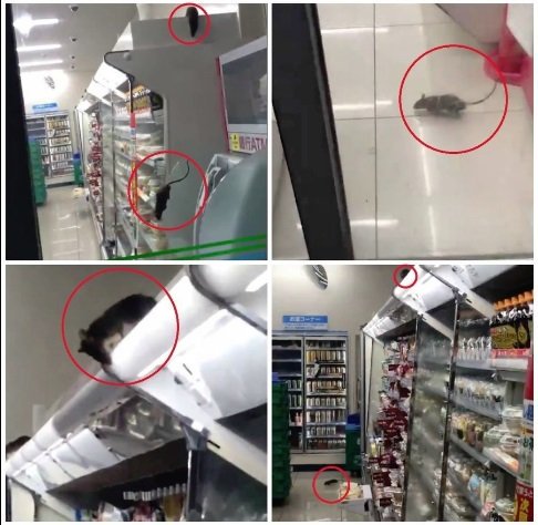 たか Taka 東京都渋谷区神南一丁目のファミマで ねずみがウジャウジャ 店舗は一時休止すると発表 営業再開は未定とのこと 不衛生だし気持ち悪いね E ファミマ ねずみ