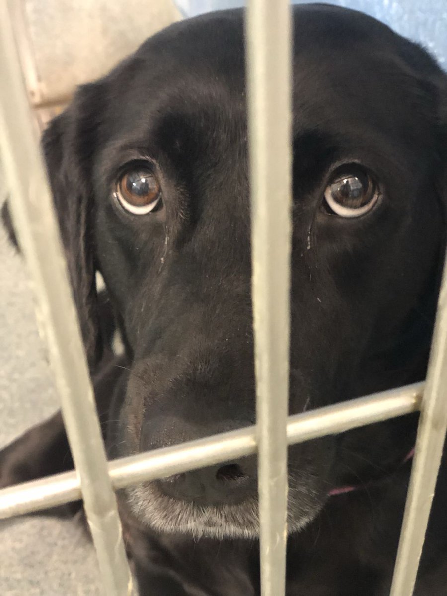 At my local animal shelter, I was reminded of four incredible reasons to rescue animals who need homes. 🙏

So go ahead and #AdoptDontShop. 🧡 Please RT!