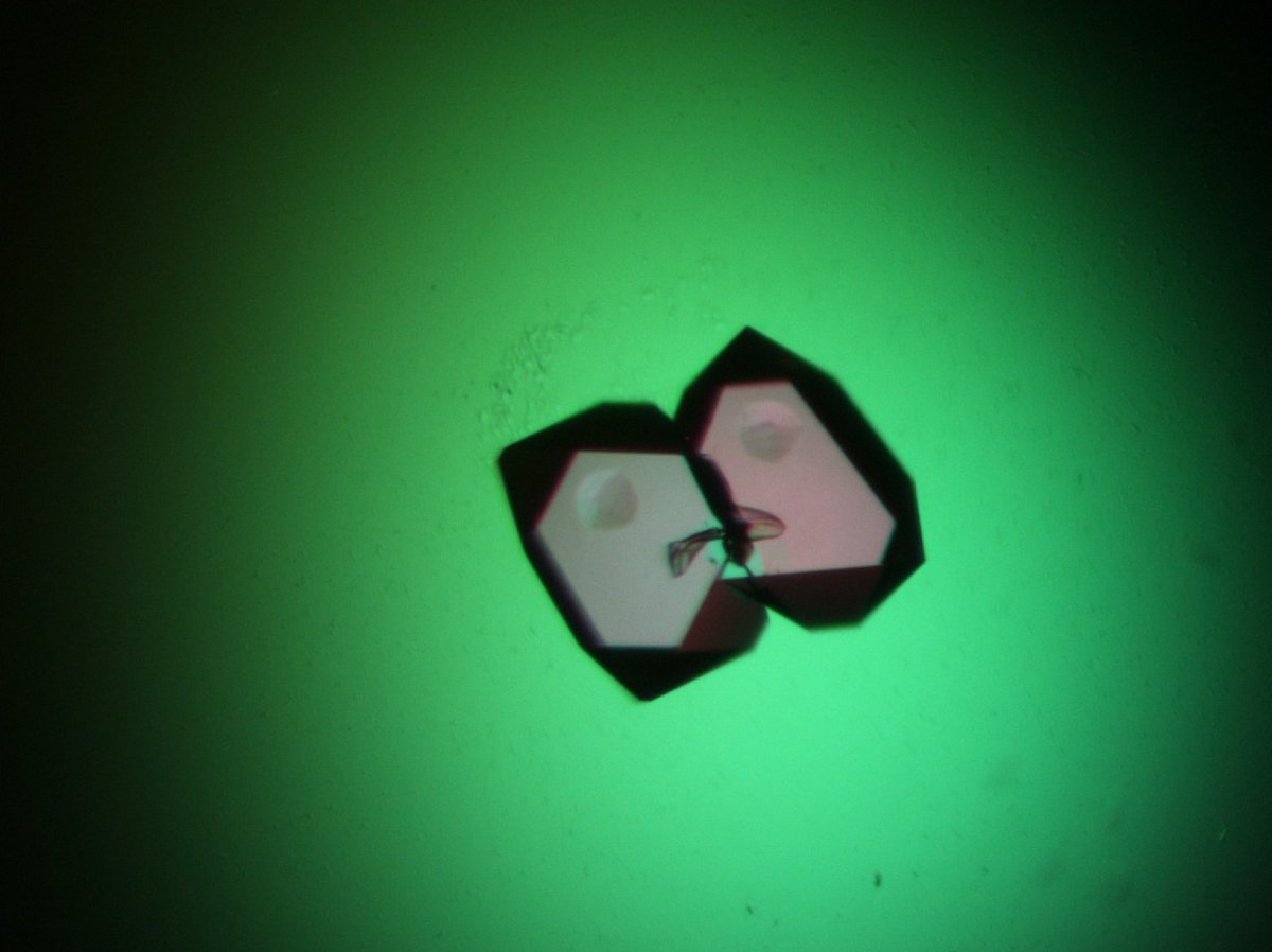 We're not quite done! #sorrynotsorry

A few more fantastic images to showcase some of your Eclypse Crystal Image Award 2019 #Competition entries.

Thank you to David Rice, Hayley Owen and Sheila Nathan from <a href="/sheffielduni/">The University of Sheffield</a> <a href="/MbbXray/">MBB-Xray</a> using our Proplex screen, B4 (code MD1-38) 👨‍🔬👩‍🔬👩‍🔬