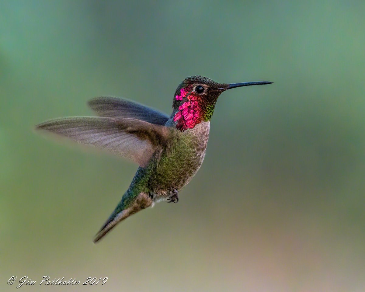 HappyPixr's tweet photo. I was able to follow this male Anna's Hummingbird between plants, but I had no idea how long it would take him to return. So I waited. He did eventually return, but it is so tricky getting and editing this shot correctly, I'm thinking of focusing on perched poses in the future. https://t.co/PeseFIqUGY
