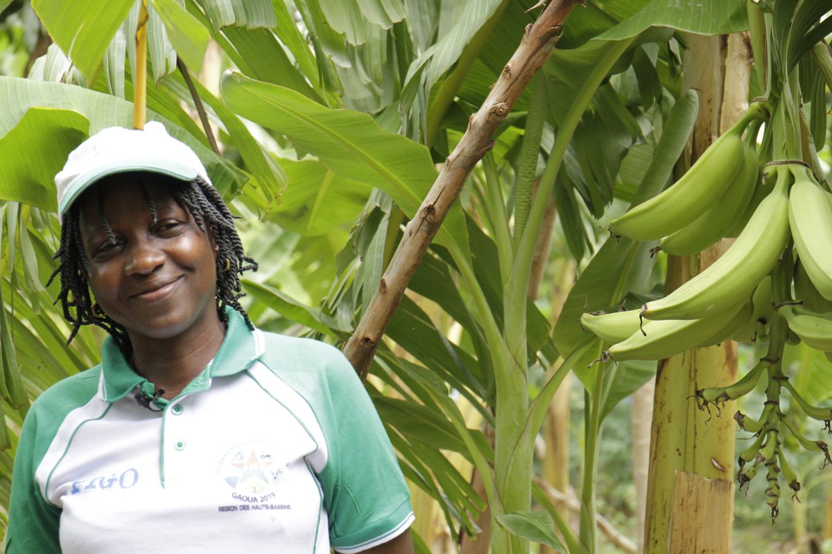 seekewa's tweet photo. From @CORAFNews 
Research collaboration stimulates plantain cultivation in Burkina Faso. 
👉https://t.co/xLUt8TbD0N
#Seekewa
#research_development #innovation #BurkinaFaso https://t.co/XCKvDa4mWA