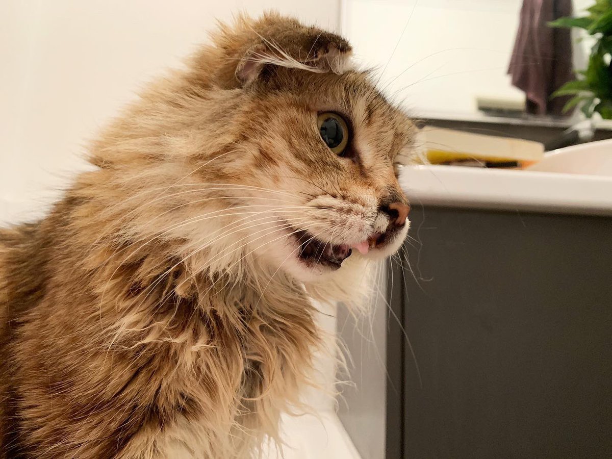 thesweetestmeow's tweet photo. Toooo cute #specialneedscat @FancyFeast #fancythecat #catsofperth https://t.co/zi47TNUsLT