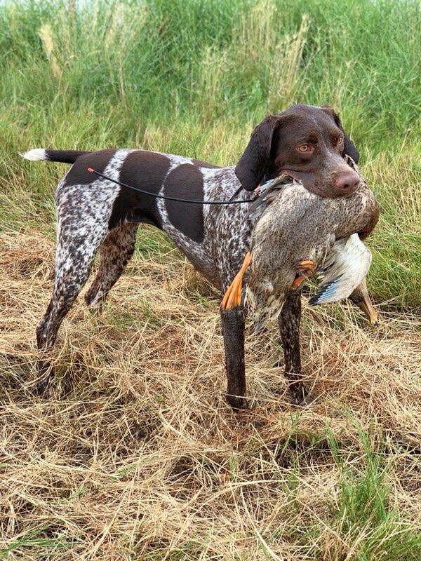nolimitskennels's tweet image. NAVHDA Duck Search Training for Utility Test’s this fall! 💥 #NAVHDA #waterfowl #duckhunter #eukanubasportingdog #garminfishhunt #thisisNLK #dogtraining #versatilehuntingdogs