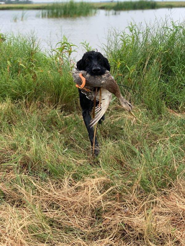 nolimitskennels's tweet image. NAVHDA Duck Search Training for Utility Test’s this fall! 💥 #NAVHDA #waterfowl #duckhunter #eukanubasportingdog #garminfishhunt #thisisNLK #dogtraining #versatilehuntingdogs
