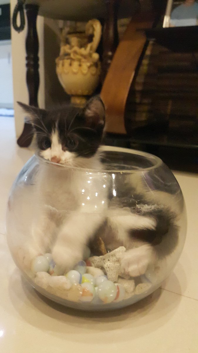 Chibi Magikarp tweet media