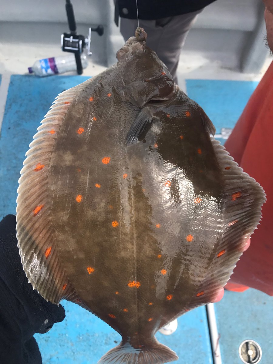 wayne19731961's tweet image. Amazing Plaice just caught in Poole.