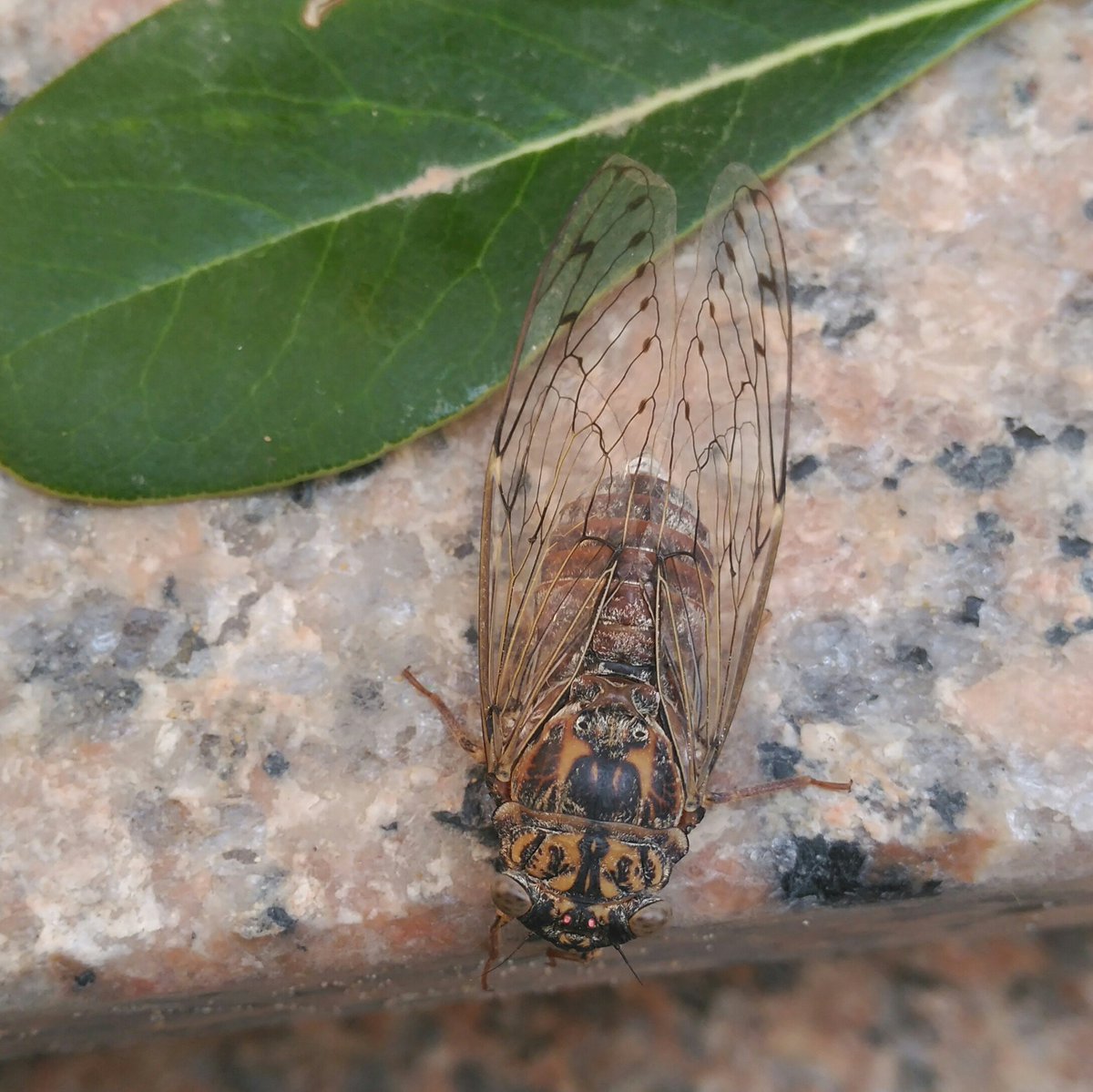 compartiendobio's tweet photo. Cigarra/ chicharra(Cicada orni) Hace año y medio no hubiera tenido ni idea de lo que era. Hoy ya sé lo que produce la melodía de mis siestas, de esas que tendría si mis hijos me dejaran... https://t.co/6erep4CSA8