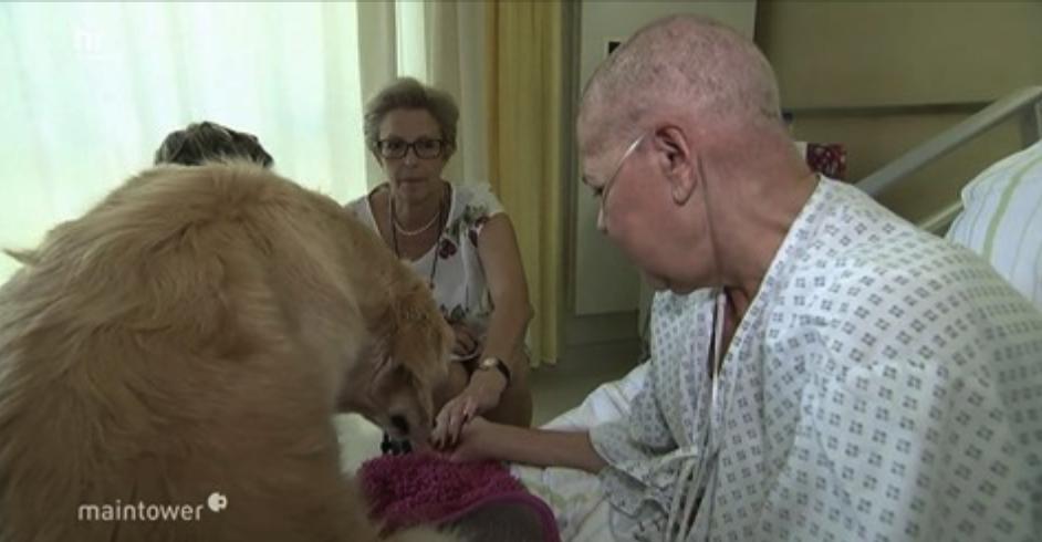 Die Hunde Vitesse und Todd gehören fest zum Team unserer Palliativstation im Krankenhaus Nordwest. Seit eineinhalb Jahren besuchen die beiden Therapiehunde hier schwerkranke Patienten. Hier geht es zum gestern im <a href="/hrfernsehen/">hrfernsehen</a> ausgestrahlten Beitrag: hr-fernsehen.de/sendungen-a-z/…